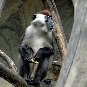 Cercocebus torquatus torquatus