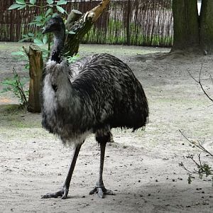 Dromaius novaehollandiae