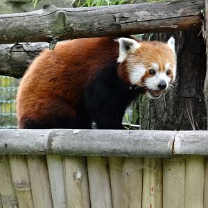 Ailurus fulgens