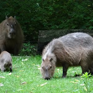 Hydrochaeris hydrochaeris