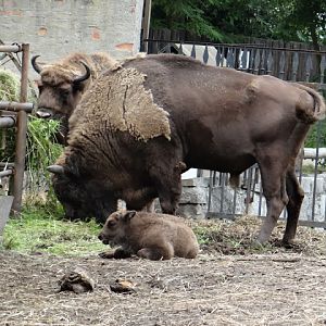 Bison bonasus bonasus