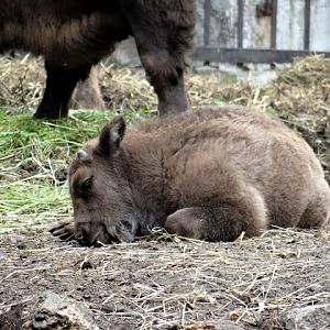 Bison bonasus bonasus