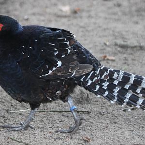 Mikado pheasant male