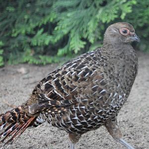 Mikado pheasant female