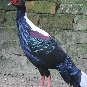 swinhoe pheasant male