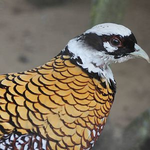 Reeve's pheasant male