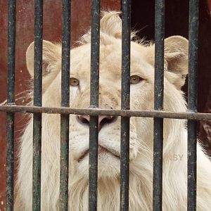 White lion