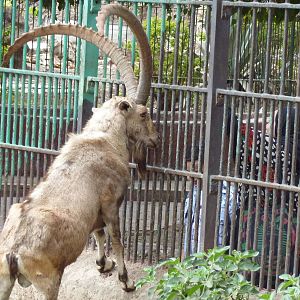 Nubian ibex