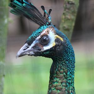 Green peafowl