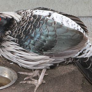 Hamilton pheasant male