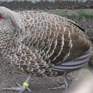Hamilton pheasant female