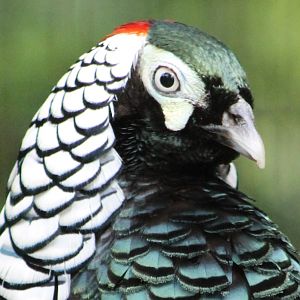 Lady Amherst pheasant male