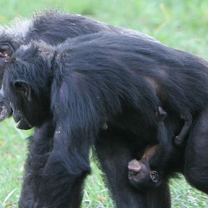 Kansas City Chimpanzee Exhibit