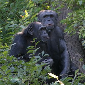Kansas City Chimpanzee Exhibit