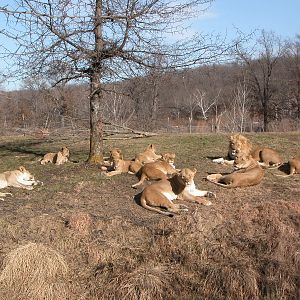 African Lions