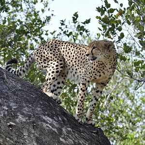 cheetah_in_tree