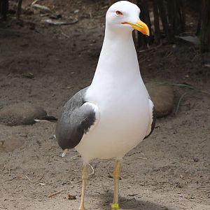 Lesser black-backed gull