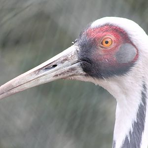 White-necked crane
