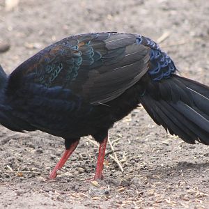 Vietnam pheasant male