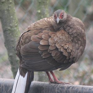 Vietnam pheasant female