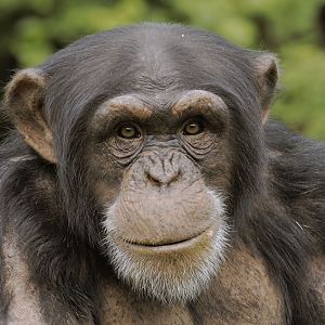 Chimpanzee 'Carlos'