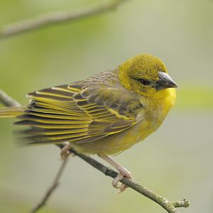 Village weaver female