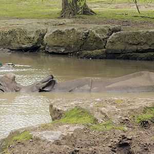 Indian rhino Asha bathing