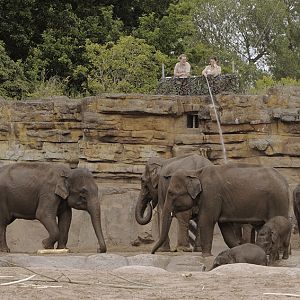 Hosing down the elephants