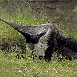 Giant anteater male