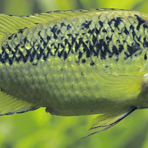 Sarotherodon lohbergeri