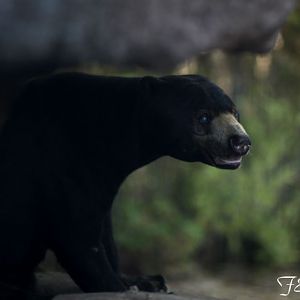 sun bear at night