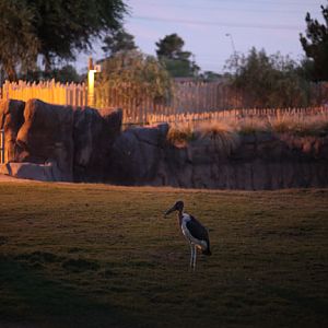 marabou stork at night