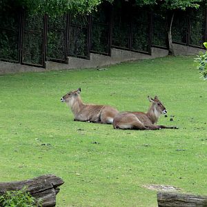 Kobus ellipsiprymnus defassa