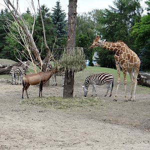 Alcelaphus buselaphus caama/Equus quagga chapmani/Giraffa camelopardalis re