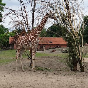 Giraffa camelopardalis reticulata