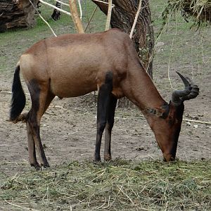 Alcelaphus buselaphus caama