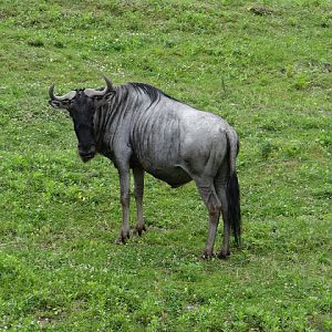 Connochaetes taurinus albojubatus