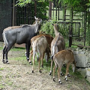 Boselaphus tragocamelus