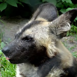 Lycaon pictus pictus