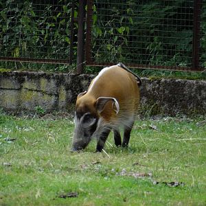 Potamochoerus porcus