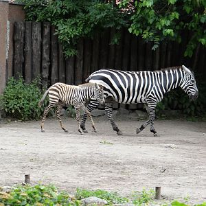 Equus quagga borensis