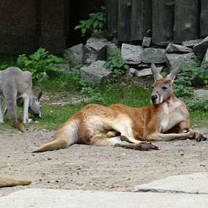 Macropus rufus
