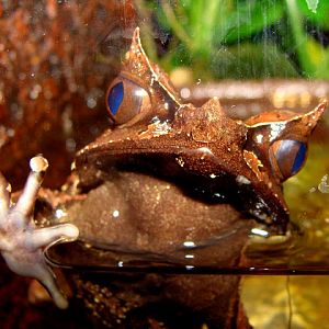 Megophrys monticola nasuta