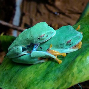 Agalychnis callidryas