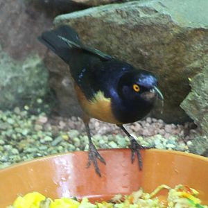 Hildebrandts glossy starling