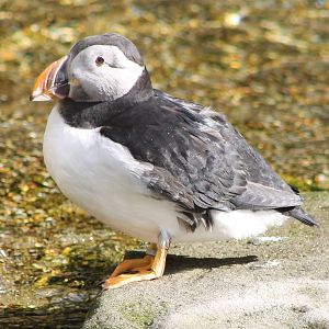 Puffin