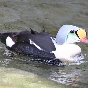 King eider male