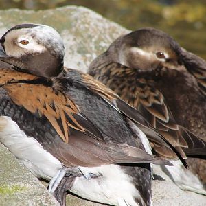 Pair of Long-tailed ducks