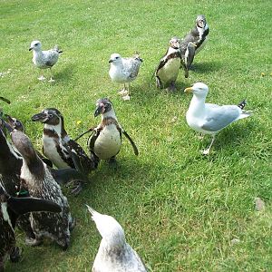 Penguins and opportunists 19th May 2013