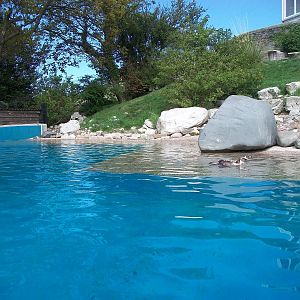 Penguin exhibit 19th May 2013